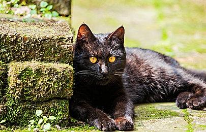 科隆：《消逝的光芒2》首个单人DLC公布